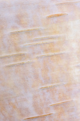 Natural wood background texture. Pink birch bark pattern