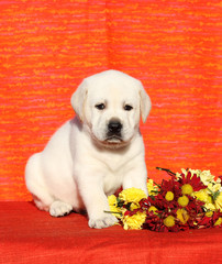 the labrador puppy on an orange background