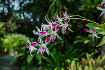 Naklejka premium Bunch of orchid.