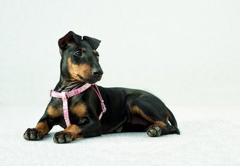 Manchester Terrier puppy lying