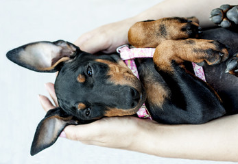 Manchester Terrier puppy lying on arms
