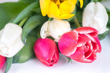 red, white and yellow tulips bouquet on white