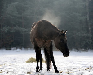 Grullo, Quarter Horse in the snow