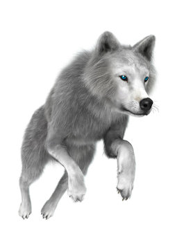 Polar Wolf on White