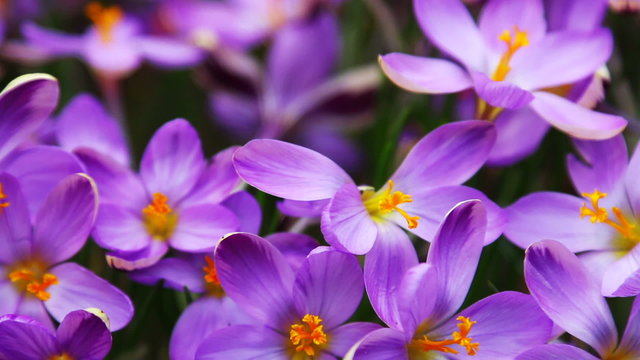 crocus spring flower blooming. dolly shop
