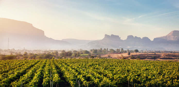 Vineyard at sunrise