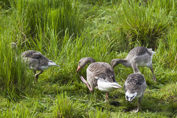 Greylag Goose with goslings