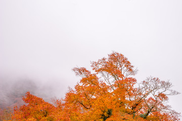 Maple Trees under Foggy Sky