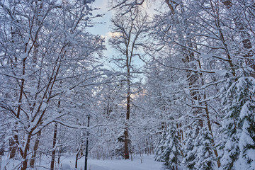 冬の神楽岡公園
