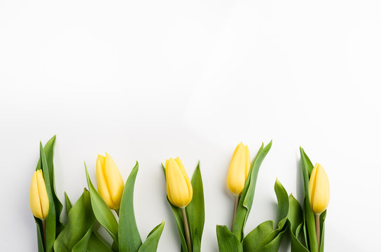 Fototapeta tulipany na białym tle