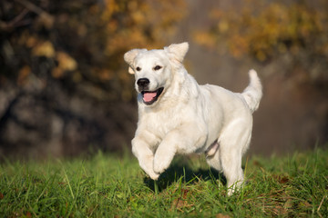 happy golden retriever dog running in spring