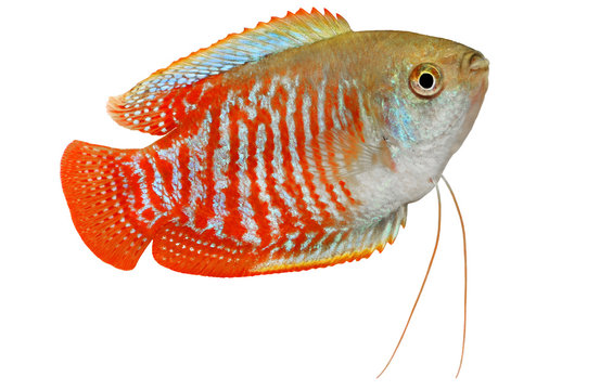 Dwarf gourami Trichogaster lalius tropical aquarium fish 