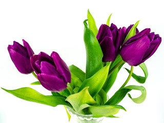 Tulip. Beautiful bouquet of tulips. Colorful tulips. Tulips in spring. Tulips violet. Tulip on white background. Tulip purple.  ulip.  tulips macro, isolated tulips on white background for card.