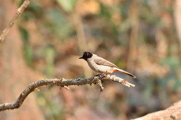 Sooty-headed Bulbul