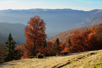 Fototapeta premium Beech Forest in the Ukrainian Carpathians in a golden autumn