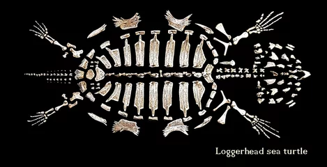 Cercles muraux Tortue Skeleton of a turtle