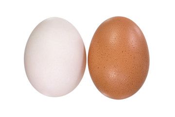 eggs on white background