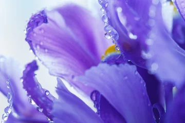 Abwaschbare Fototapete Iris Lila Iris-Blütenblätter mit Wassertröpfchen