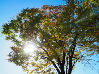 Single tree with scattered sunlight