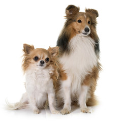 young shetland dog and chihuahua