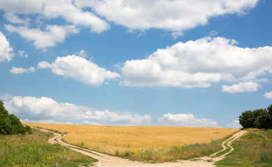 Fototapeta na wymiar Summer landscape with wheat field and two roads