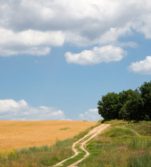Fototapeta na wymiar Summer landscape with wheat field and country road