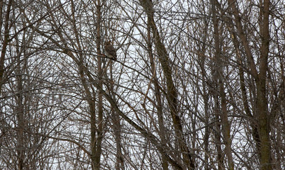 Naklejka premium Grand-duc d'Amérique 