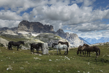 Horses on green meadow in Dolomite Mountains (Tre Cime)