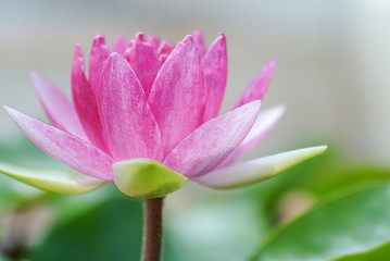Fototapeta na wymiar pink lotus