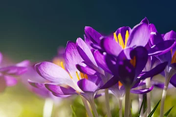 Vlies Fototapete Krokusse Krokusblüten im Frühling