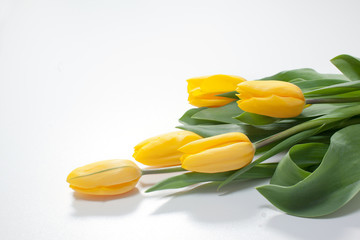 bouquet of yellow tulips for the holidays on a white background