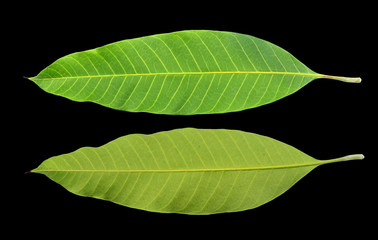 Obraz premium Mango leaves on a black background