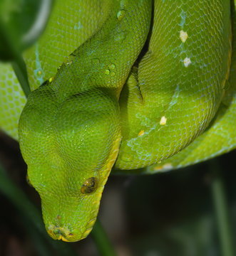 Gr&uuml;ner Baumphyton
