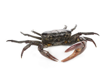 Male field crab on white background.