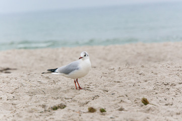 Fototapeta premium Möwe am Strand