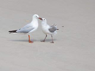 smart seagull feeding nestling on the shore