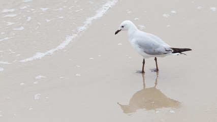 smart seagull hunting on the coast