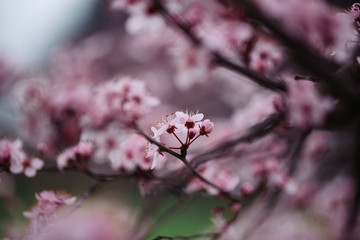 Colorful photo of peach blossom on natural light and with selective focus. Short depth of field for dreamy soft background.