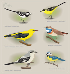 Image set of birds: white wagtail, yellow wagtail, golden oriole