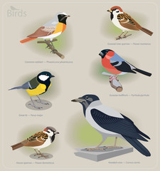 Image set of birds: common redstart, sparrow, great tit, bullfin