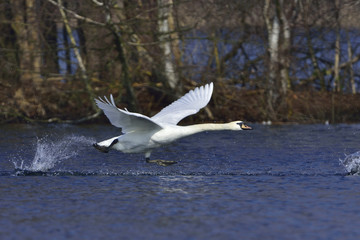 Höckerschwan im Frühjahr