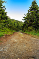 Dirt road through the wood in Carpathian mountains, Ukraine.