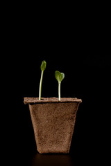 peat pot with seedlings on a dark background
