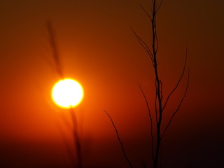 Spikes at sunset