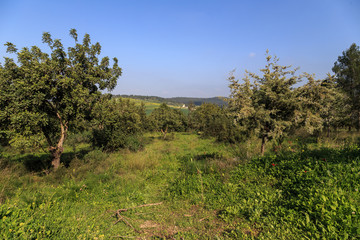 Fototapeta premium view of the forest