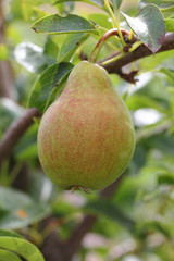 Pear