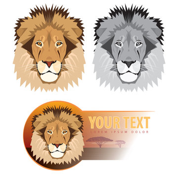 Lion head. Vector illustration