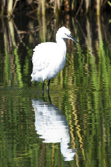 Garceta común (Egretta garzetta) posada en aguas con reflejos verdes