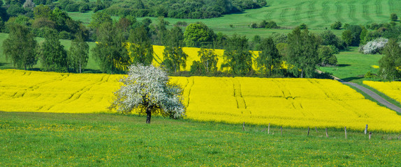 Apfelbaum und das gelbe Rapsfeld im Frühling