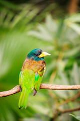 Exotic colorful bird sitting on a branch